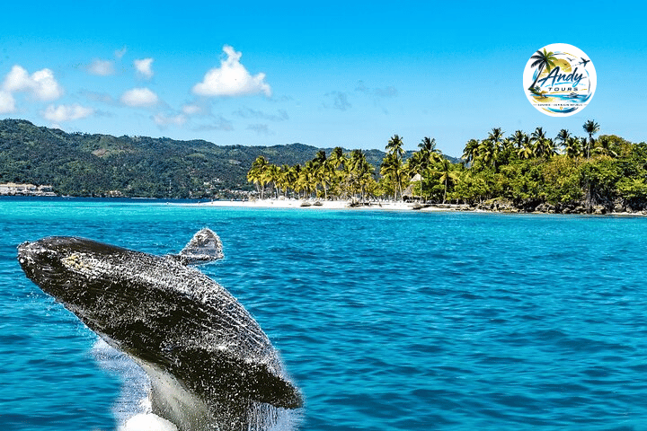 Whale Watching + Bacardi Insel
