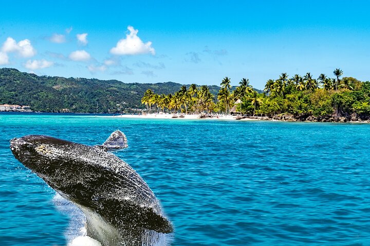 Whale Watching + Bacardi Insel