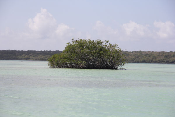 image (18)