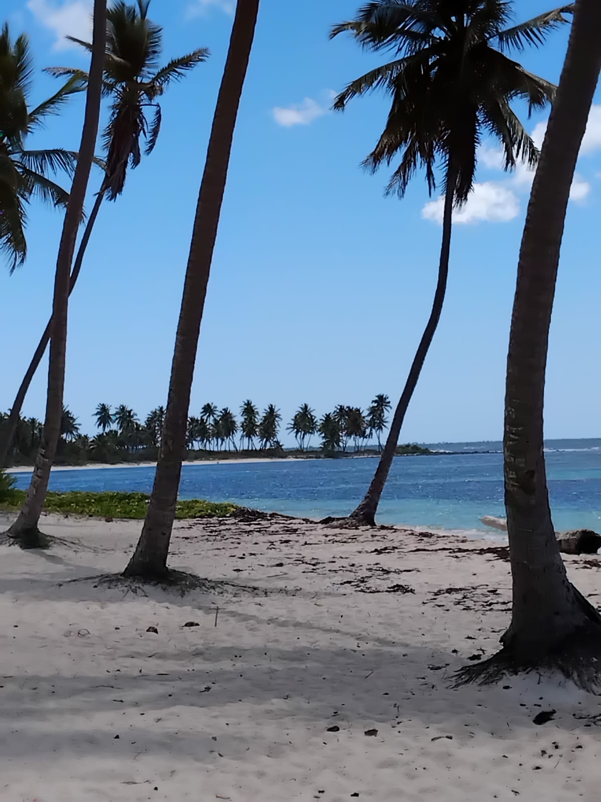 Saona Insel Ausflug ab La Romana – Impression 8