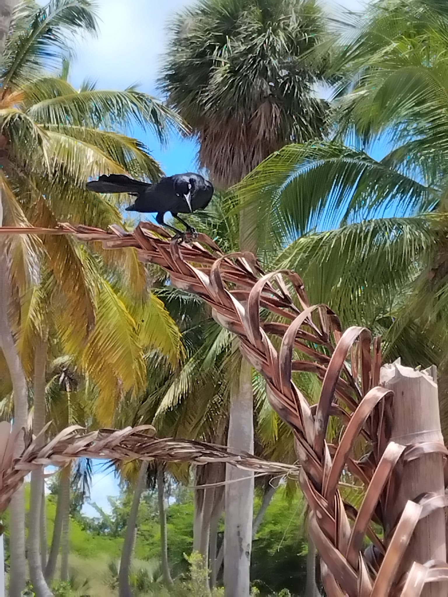 Saona Insel Ausflug ab La Romana – Impression 9