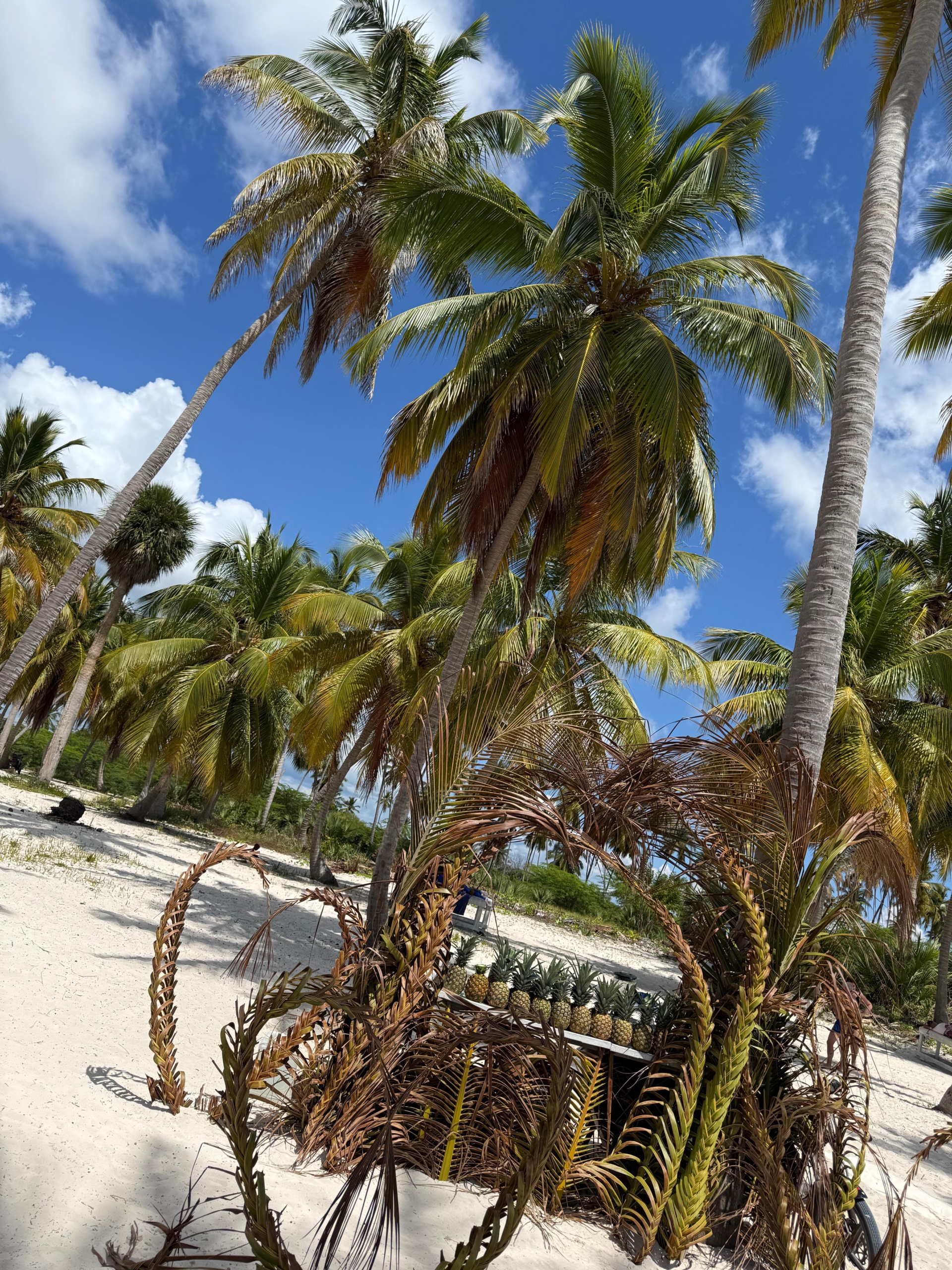 Saona Insel Ausflug ab La Romana – Impression 13